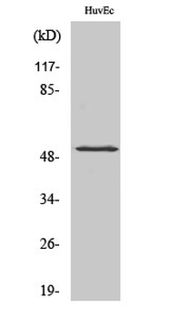 HNF4-α (phospho Ser313) Polyclonal Antibody