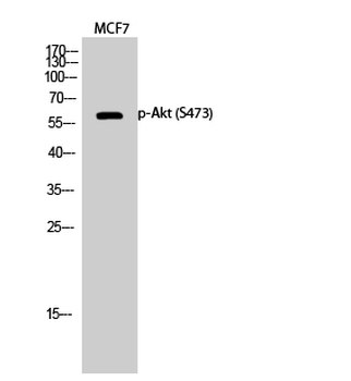 Akt (phospho Ser473) Polyclonal Antibody