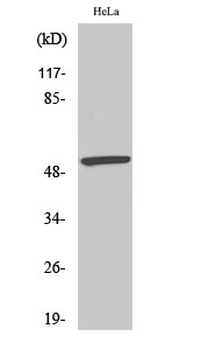 MEF-2 (phospho Ser408) Polyclonal Antibody