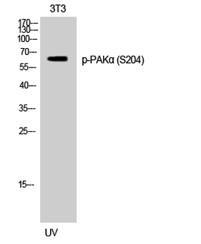 PAKα (phospho Ser204) Polyclonal Antibody
