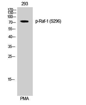 Raf-1 (phospho Ser296) Polyclonal Antibody