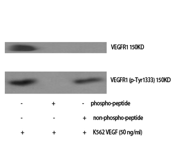 Flt-1 (phospho Tyr1333) Polyclonal Antibody