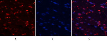 MYPT1 (phospho Thr853) Polyclonal Antibody