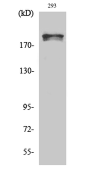 WNK1 (phospho Thr60) Polyclonal Antibody
