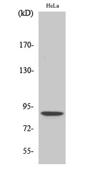 Stat5 (phospho Ser726/731) Polyclonal Antibody