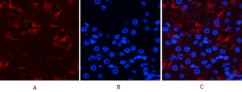 Smad3 (phospho Ser425) Polyclonal Antibody