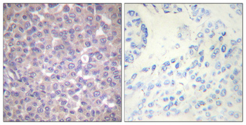 SH-PTP1 (phospho Tyr536) Polyclonal Antibody