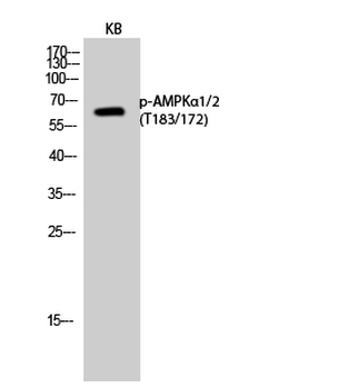 AMPKα1/2 (phospho Thr183/172) Polyclonal Antibody