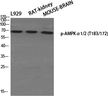 AMPKα1/2 (phospho Thr183/172) Polyclonal Antibody