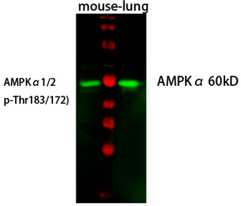 AMPKα1/2 (phospho Thr183/172) Polyclonal Antibody
