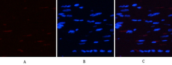 AMPKα1/2 (phospho Thr183/172) Polyclonal Antibody