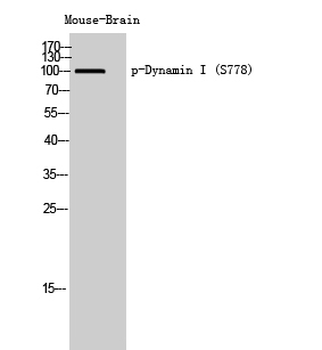 Dynamin I (phospho Ser778) Polyclonal Antibody