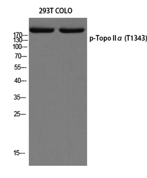 Topo IIα (phospho Thr1343) Polyclonal Antibody