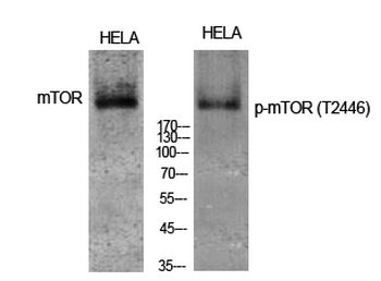 mTOR (phospho Thr2446) Polyclonal Antibody
