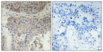 Eg5 (phospho Thr926) Polyclonal Antibody
