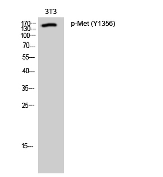 Met (phospho Tyr1356) Polyclonal Antibody