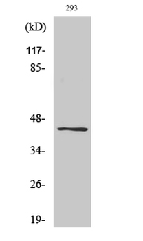 Ephrin-B1/2 (phospho Tyr330) Polyclonal Antibody