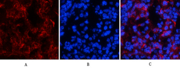 Tau (phospho Ser396) Polyclonal Antibody