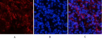 Tau (phospho Ser396) Polyclonal Antibody