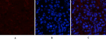 Stat3 (phospho Tyr705) Polyclonal Antibody