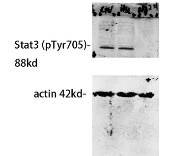 Stat3 (phospho Tyr705) Polyclonal Antibody