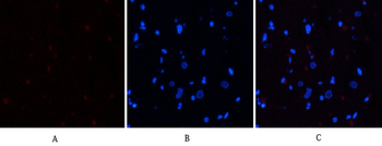 Stat3 (phospho Ser727) Polyclonal Antibody