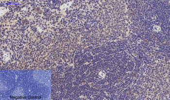 Stat3 (phospho Ser727) Polyclonal Antibody