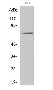 Paxillin (phospho Tyr31) Polyclonal Antibody