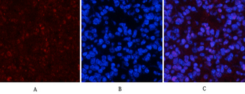 p53 (phospho Ser15) Polyclonal Antibody