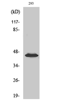 MEK-1/2 (phospho Ser218/222) Polyclonal Antibody