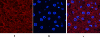 JNK1/2/3 (phospho Thr183/Y185) Polyclonal Antibody