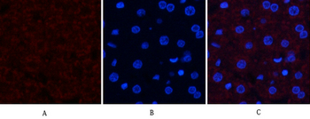JNK1/2/3 (phospho Thr183) Polyclonal Antibody