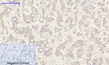 JAK2 (phospho Tyr1007) Polyclonal Antibody