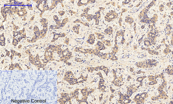 JAK1 (phospho Tyr1022) Polyclonal Antibody