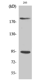 IGF-IR (phospho Tyr1161) Polyclonal Antibody