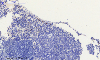 Histone H2A.X (phospho Ser139) Polyclonal Antibody
