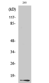 Histone H2A.X (phospho Ser139) Polyclonal Antibody