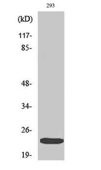 eIF4E (phospho Ser209) Polyclonal Antibody