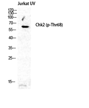 Chk2 (phospho Thr68) Polyclonal Antibody