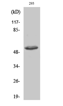 ATF-2 (phospho Thr73) Polyclonal Antibody