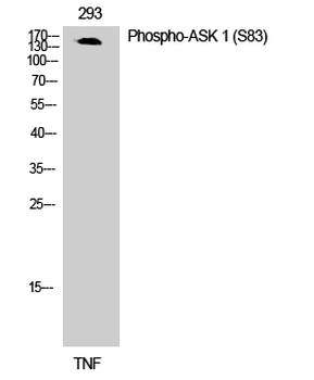 ASK 1 (phospho Ser83) Polyclonal Antibody