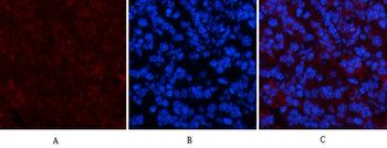 Collagen IV mouse Monoclonal Antibody(8E5)