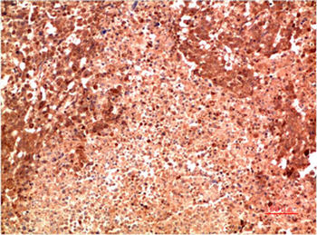 P38 mouse Monoclonal Antibody(8C11)