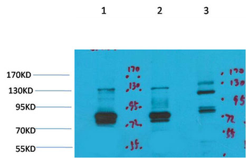 Kv11.3 Polyclonal Antibody