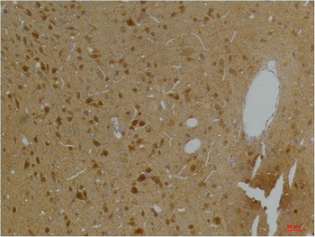 Kv10.2 Polyclonal Antibody
