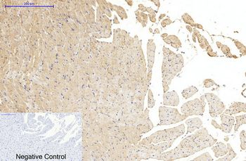 α-tubulin (Acetyl Lys40) Monoclonal Antibody(4A8)