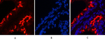 α-tubulin (Acetyl Lys40) Monoclonal Antibody(4A8)