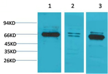 Bestrophin-1 Polyclonal Antibody