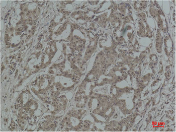 Stat3 Polyclonal Antibody