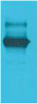 LexA DNA Binding Region Polyclonal Antibody